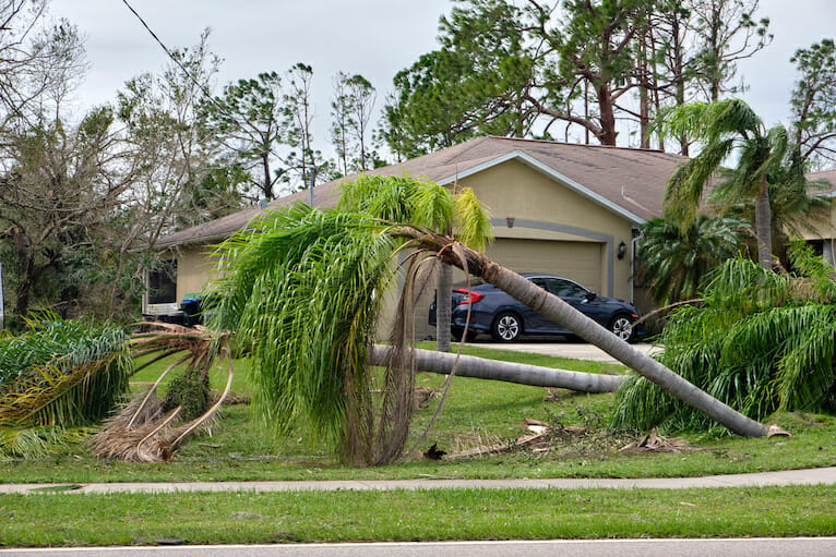 falling tree injuries fallen palm trees